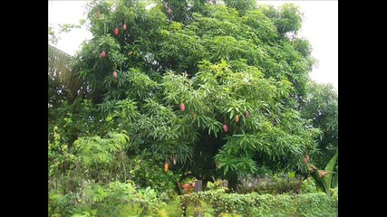 Mango Tree - Angus & Julia Stone 