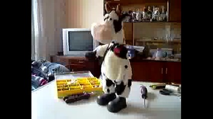 Луда крава играе смешно