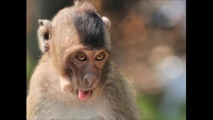 Monkey Business - Take It