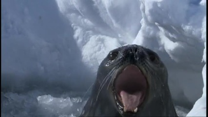 Животът на тюлените 