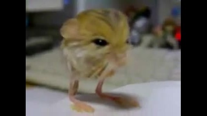 pygmy jerboa Raps Chipmunk