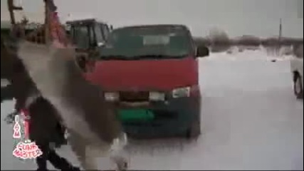 Нахален елен открадва съпругата на мъж :d:d:d:d