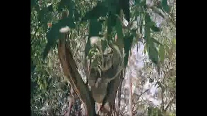 Koala Kate.wmv
