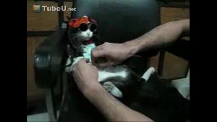 Котка Рапарка