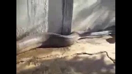 наи голямата мъртва змия