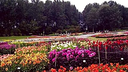 Copia de Flores - Vals de las flores - Tchaikovsky