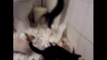 Котки си Играят с Тоалетна Хартия в Банята
