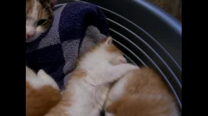 kitties, wake up~