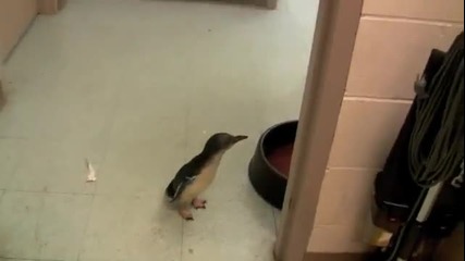 Сладко Пингвинче !