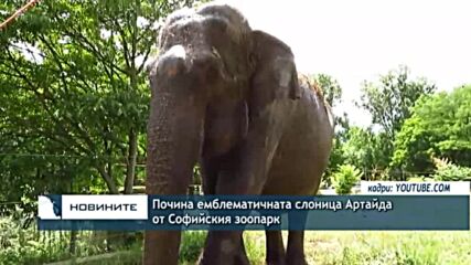 Почина емблематичната слоница Артайда от Софийския зоопарк