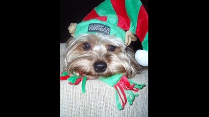 Коледни любимвюци + официялен З И М Е Н Х И Т - Inna - i need you for christmas 