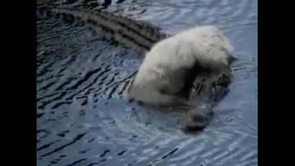 Крокодил плува с мъртво куче на гърба си 