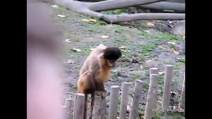 Маймунка с прическа в стил Elvis Presley