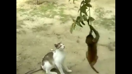 Малка маймунка се люлее на клон и се закача с котка!