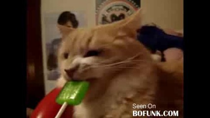Готино Коте