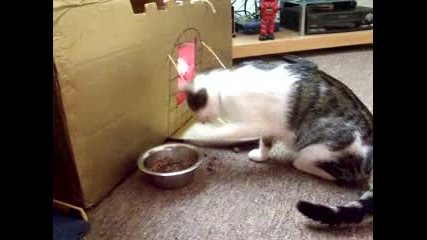 My cat eats like a human ..;))