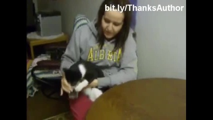 Тези котки обичат водата!