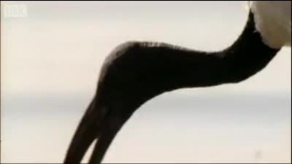 Nile Ibis Birds Create Swimming Pools - Bbc Earth 