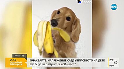 ОТ МРЕЖАТА: Куче яде банан, котка-футболист и още…