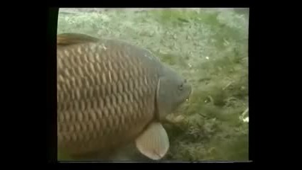 Carp underwater 