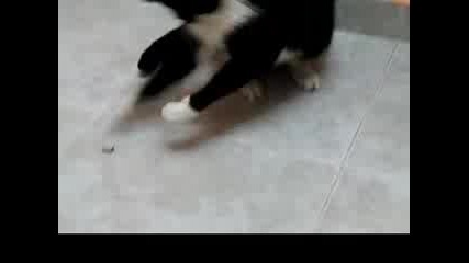 Котката си играе с червейче 
