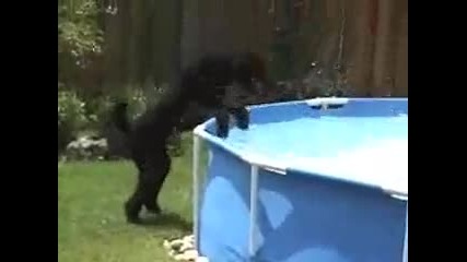 Куче скача около басеин С М Я Х