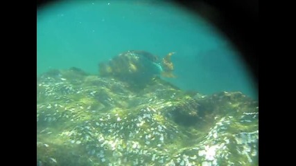 rainbow parrotfish