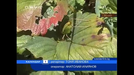 Скакалци тормозят хората вече втора година в търговищко село