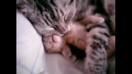Сладко спящо коте