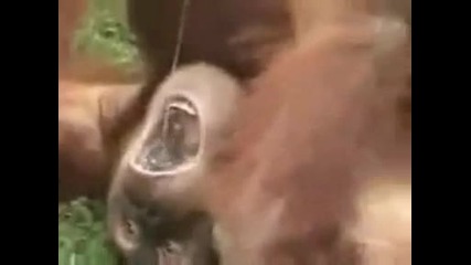 Маймуна си пикае в устата 