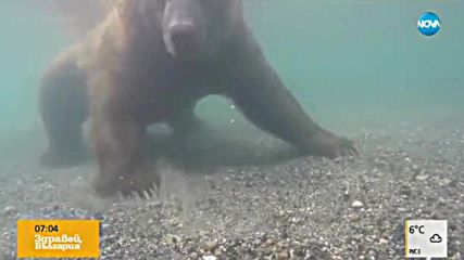 Заснеха отблизо как ловуват мечките