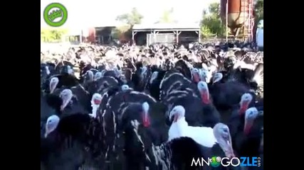 Всички да кажат здрасти