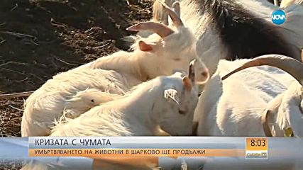 Умъртвяването на животни в Шарково и района ще продължи