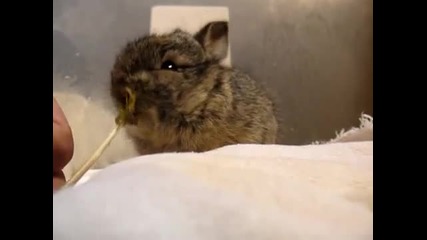 Малко зайче яде глухарче :) 