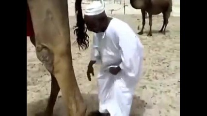 Това е да ти се изсере на главата камила :)