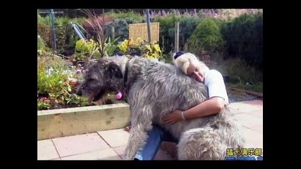 Голямо куче 