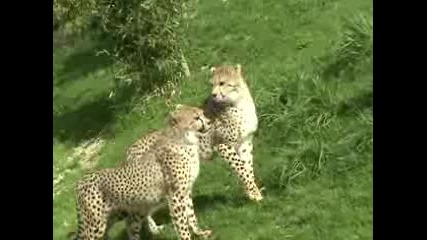 Гепарди и Леопард