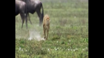 Уловът на грижовната майка гепард 