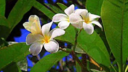 Flowers Plumeria Цветя Плумерия
