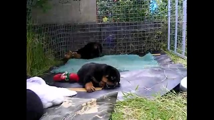 Rottweiler puppies 7 weeks old