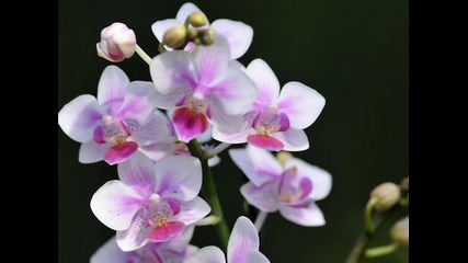 Цвете на любовта - Орхидея