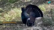 Започнаха брачните игри на глухарите