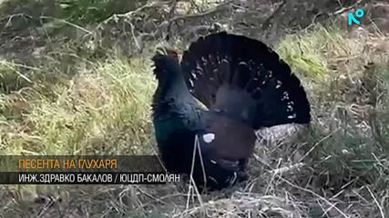 Започнаха брачните игри на глухарите