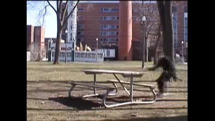 Freerun Forever !