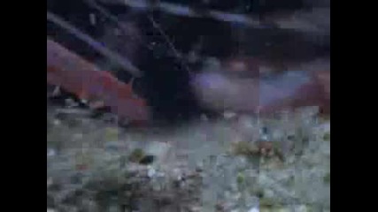 Морски Животни - Пародия