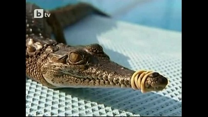 - Да срещнеш крокодил в басейна