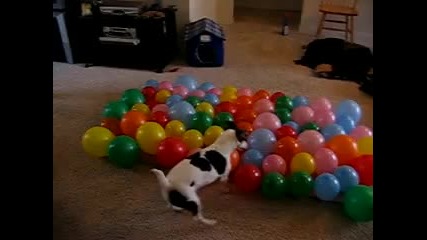 Куче срещу балони (смях) куче пука балони