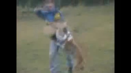 Amstaff Attacking And Releasing On Command 