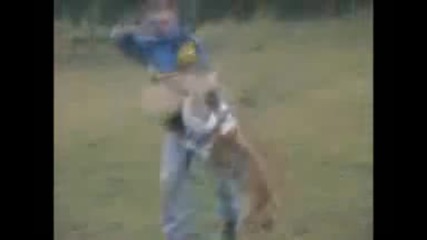 Amstaff Attacking And Releasing On Command