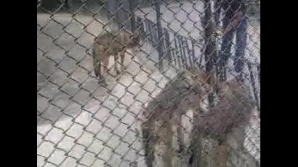 зоопарка Варна - вълци 